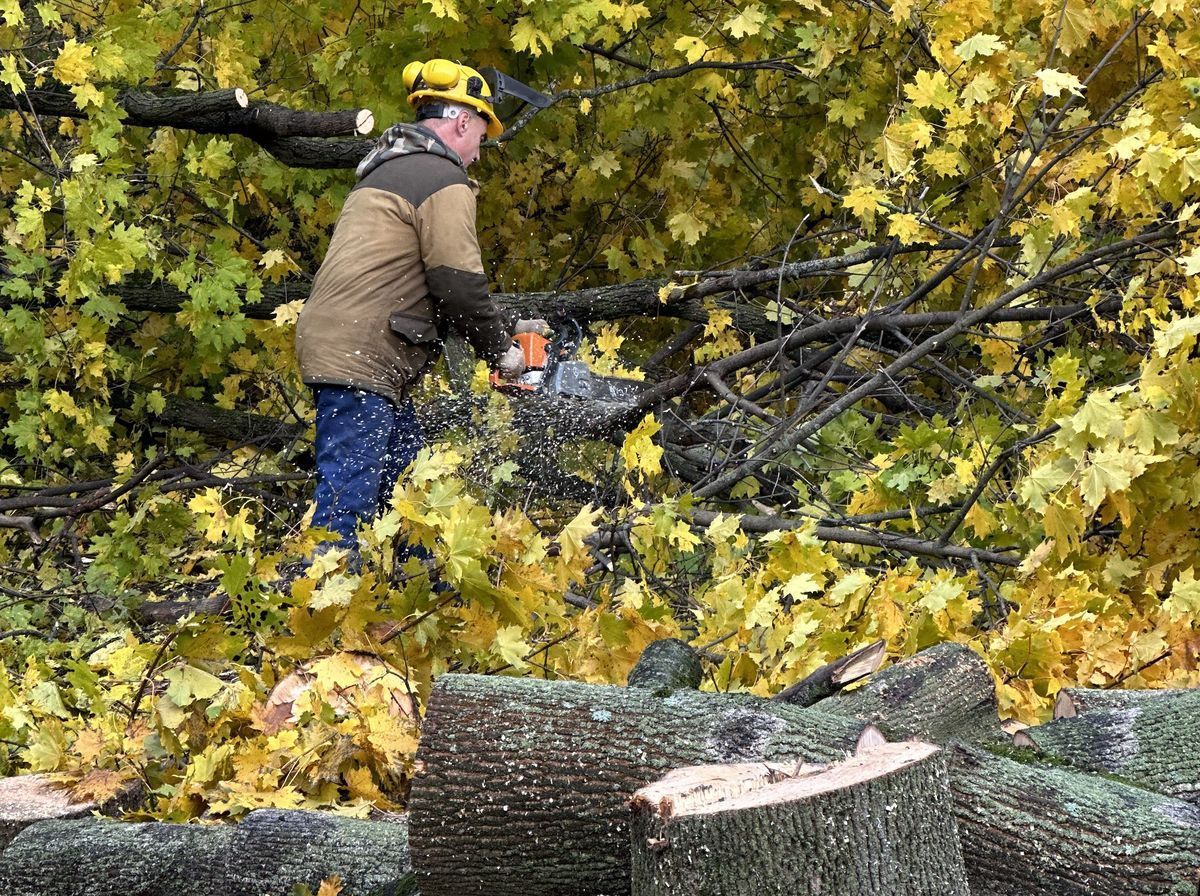 Как оценить аварийность и опасность деревьев или две вещи, о которых нужно помнить владельцам деревьев