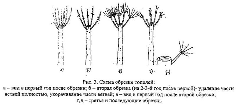 Омолаживающая обрезка тополей - что мы получаем на самом деле?