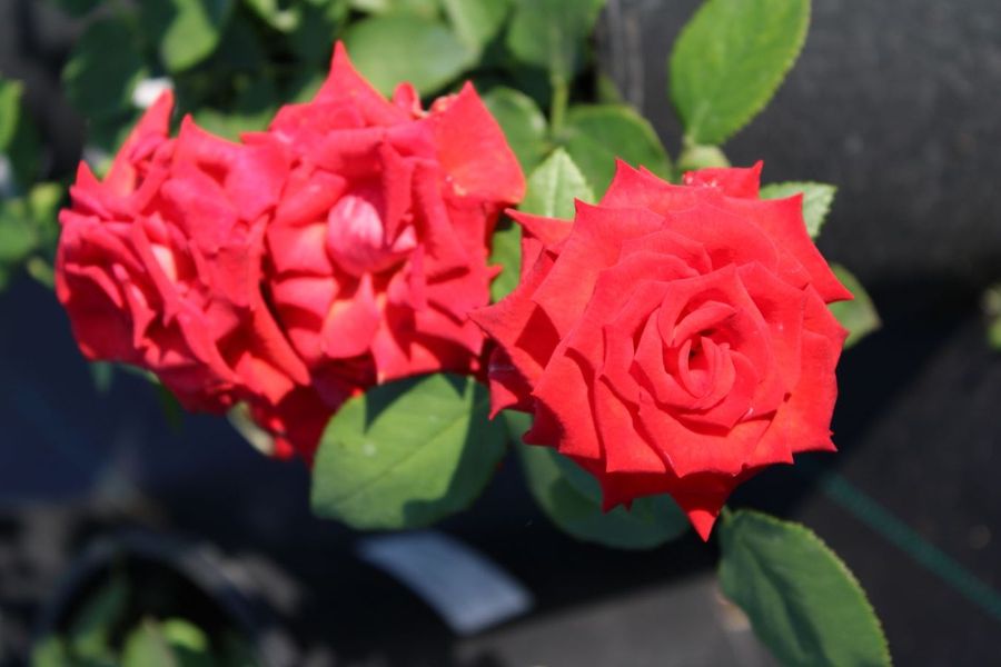 Как помочь розам адаптироваться после зимы?
