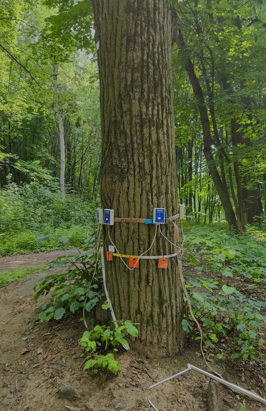 Лечение деревьев в Чехове