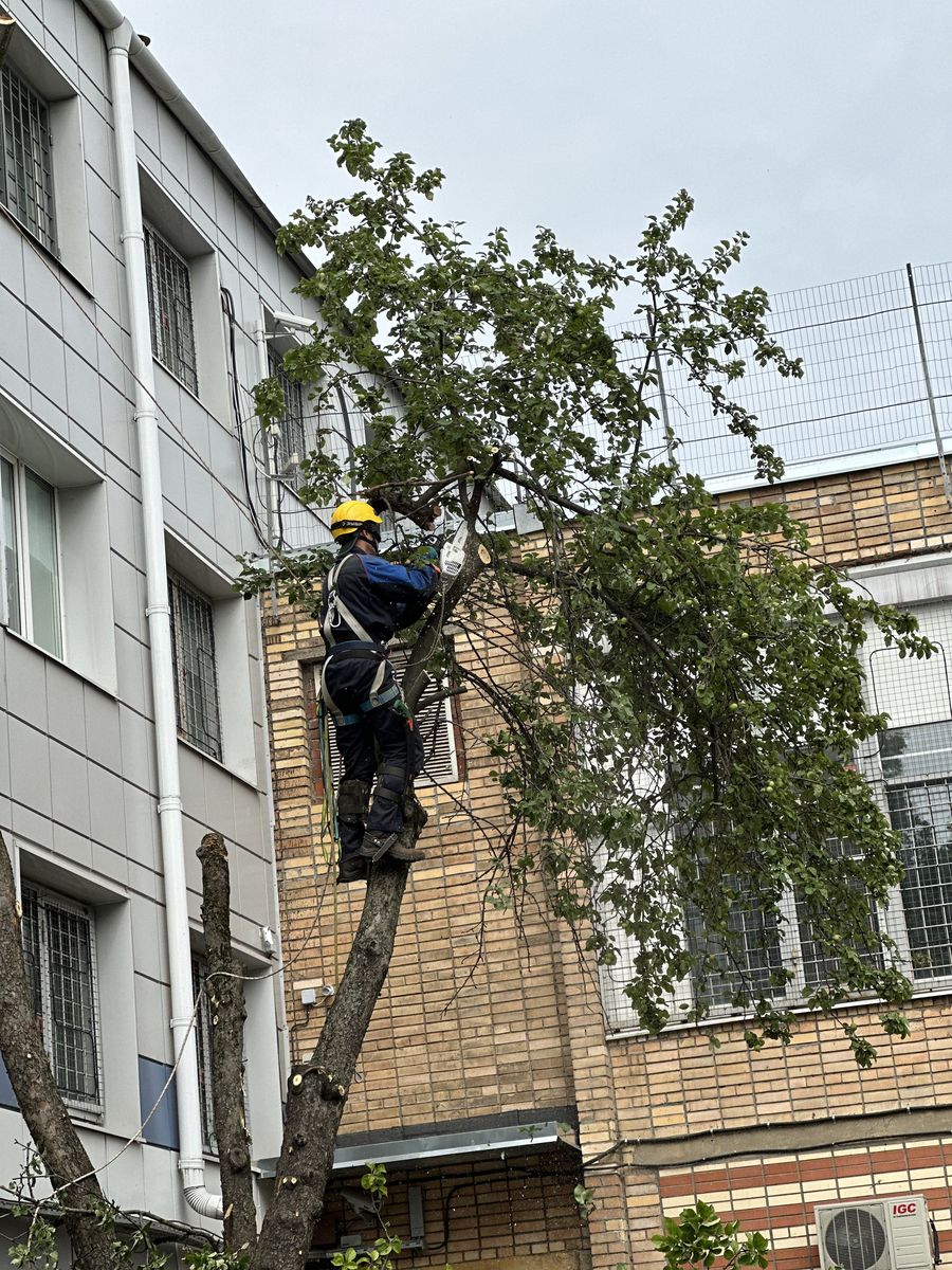 Кронирование деревьев в Егорьевске