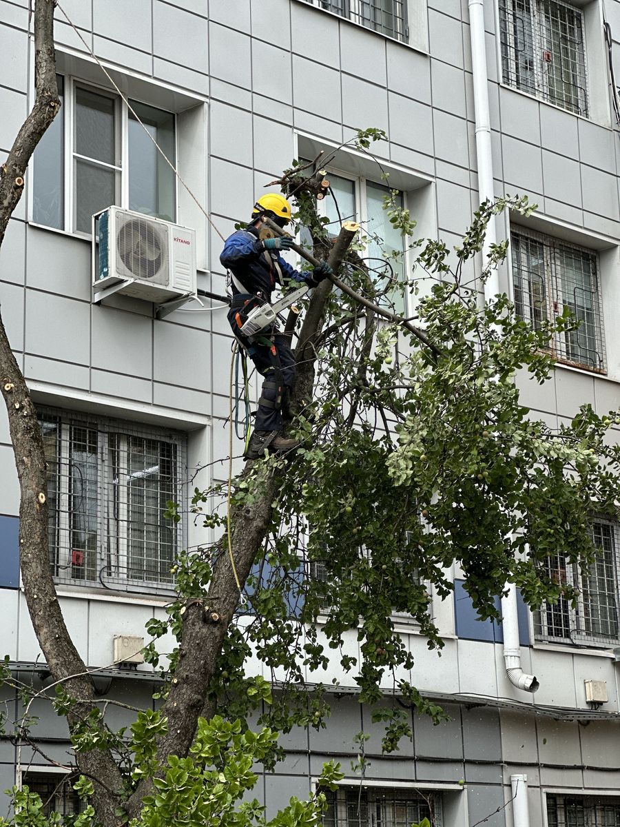Кронирование деревьев в Климовске