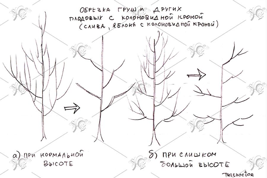 Как обрезать старую грушу весной. Схема подрезки груши весной. Обрезка яблонь и груш осенью. Схема обрезки яблони весной. Обрезка молодой груши весной схема.