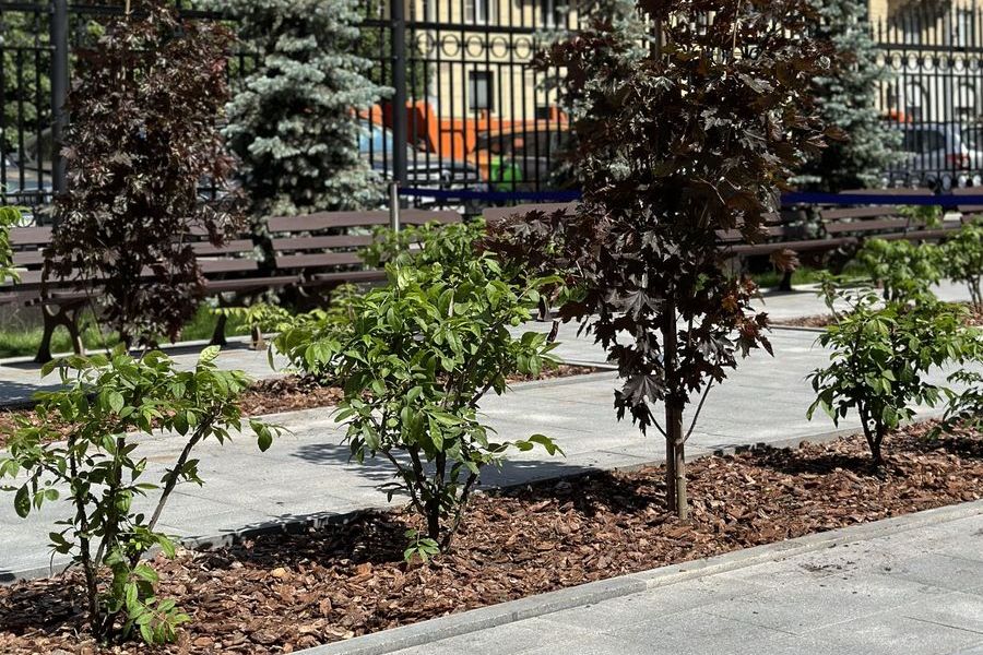 Обработка деревьев от вредителей и болезней в Лосино-Петровском
