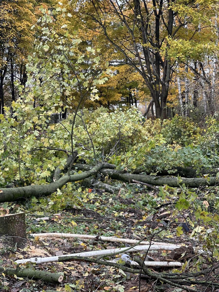 Вырубка деревьев Климовске