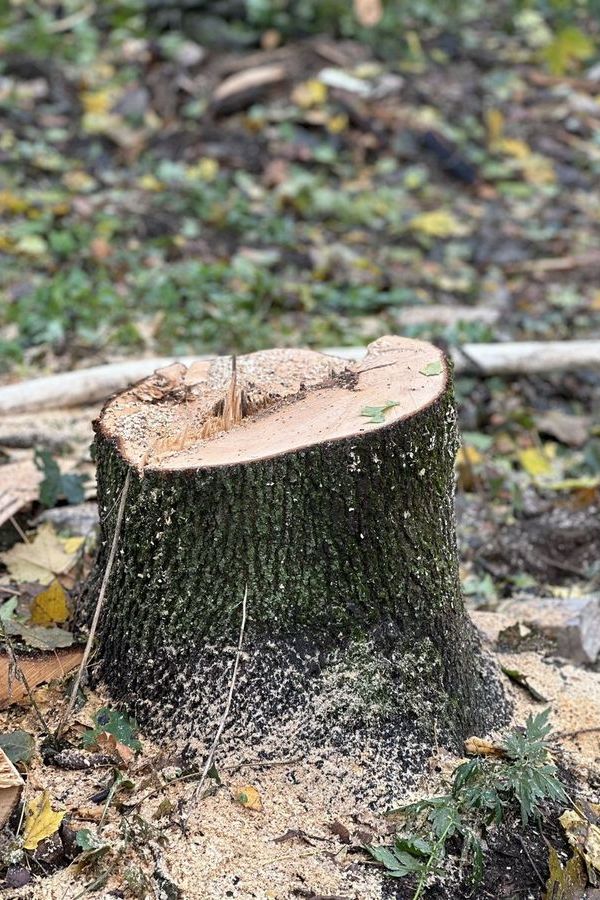 Вырубка аварийных деревьев