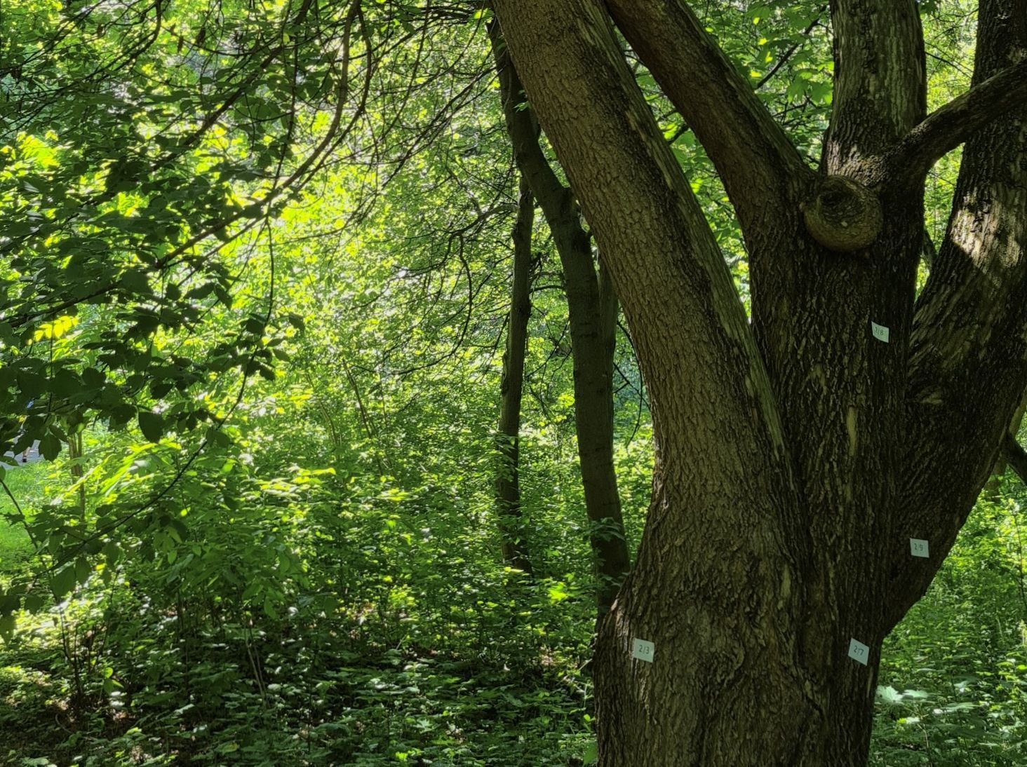 Древо жизни превратилось в дерево смерти!