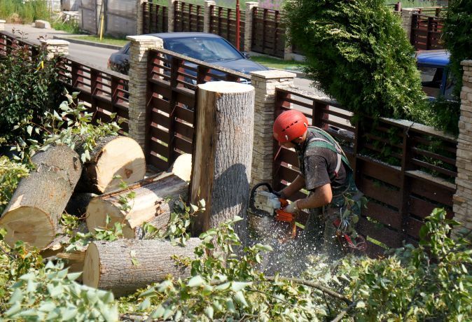 Удаление, обрезка и лечение деревьев