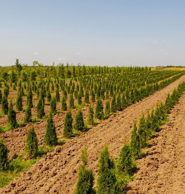 Качество зеленых насаждений