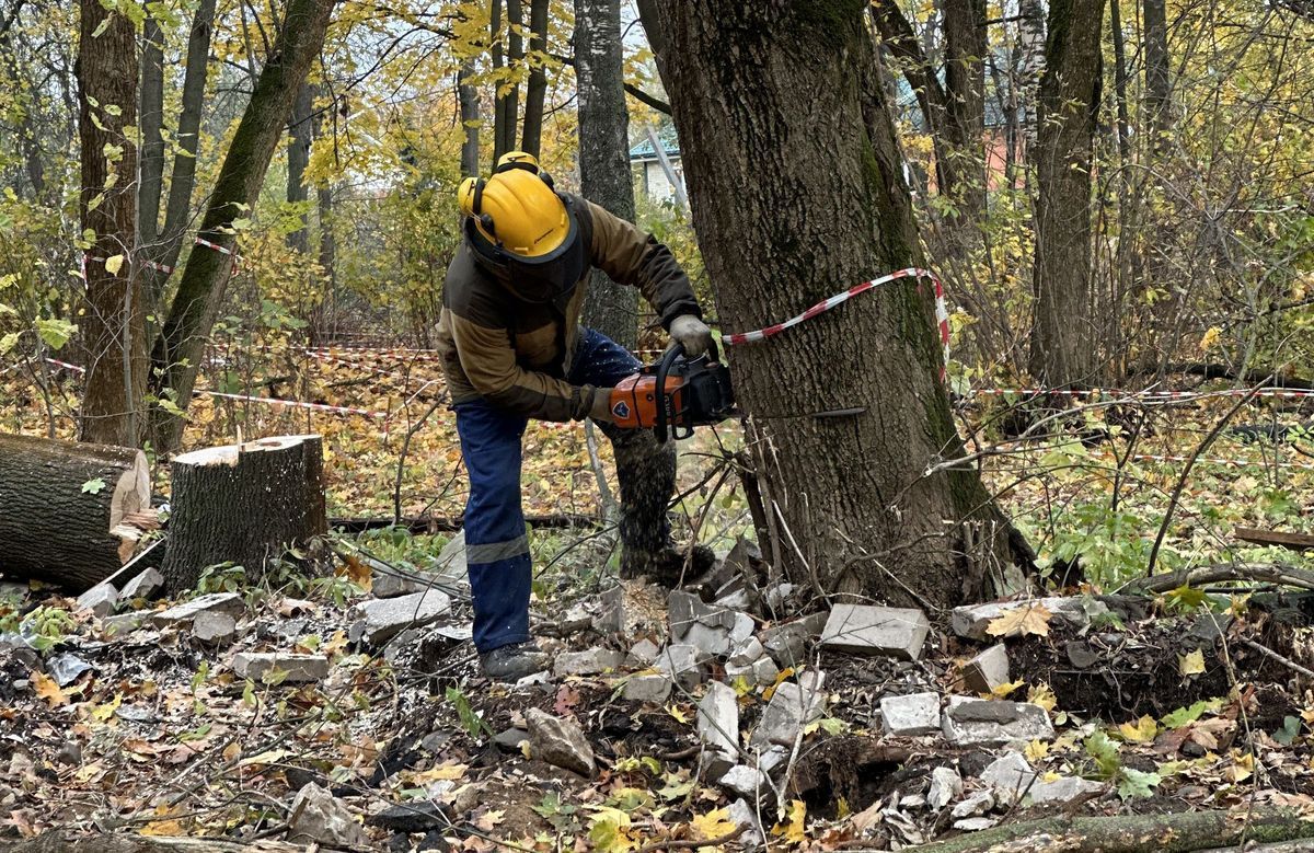 Валка вокруг других деревьев