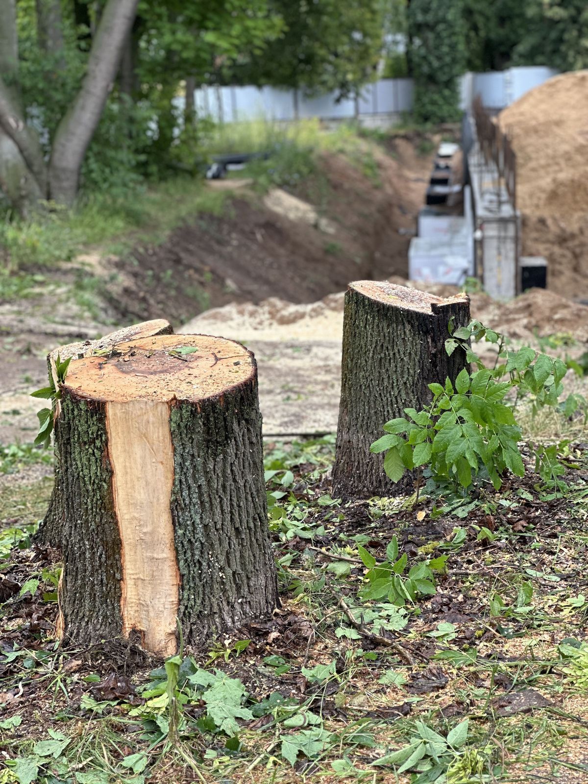 Почему пни с участка необходимо удалять?