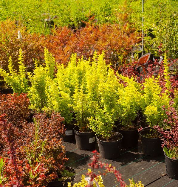 Производство посадочного материала