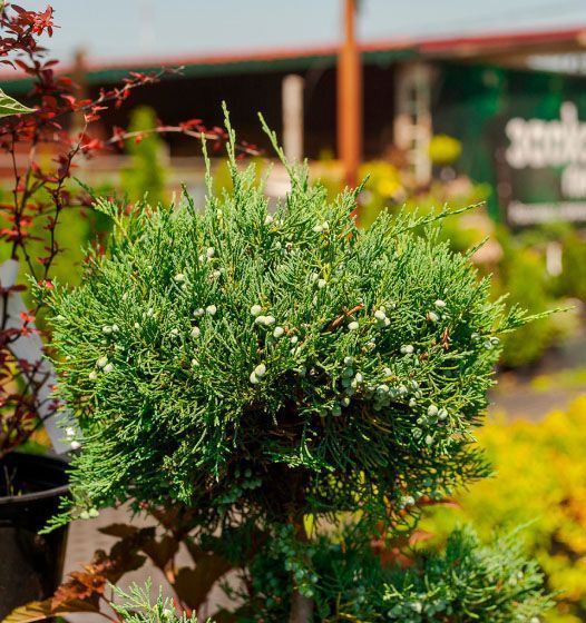 Производство и поставка посадочного материала