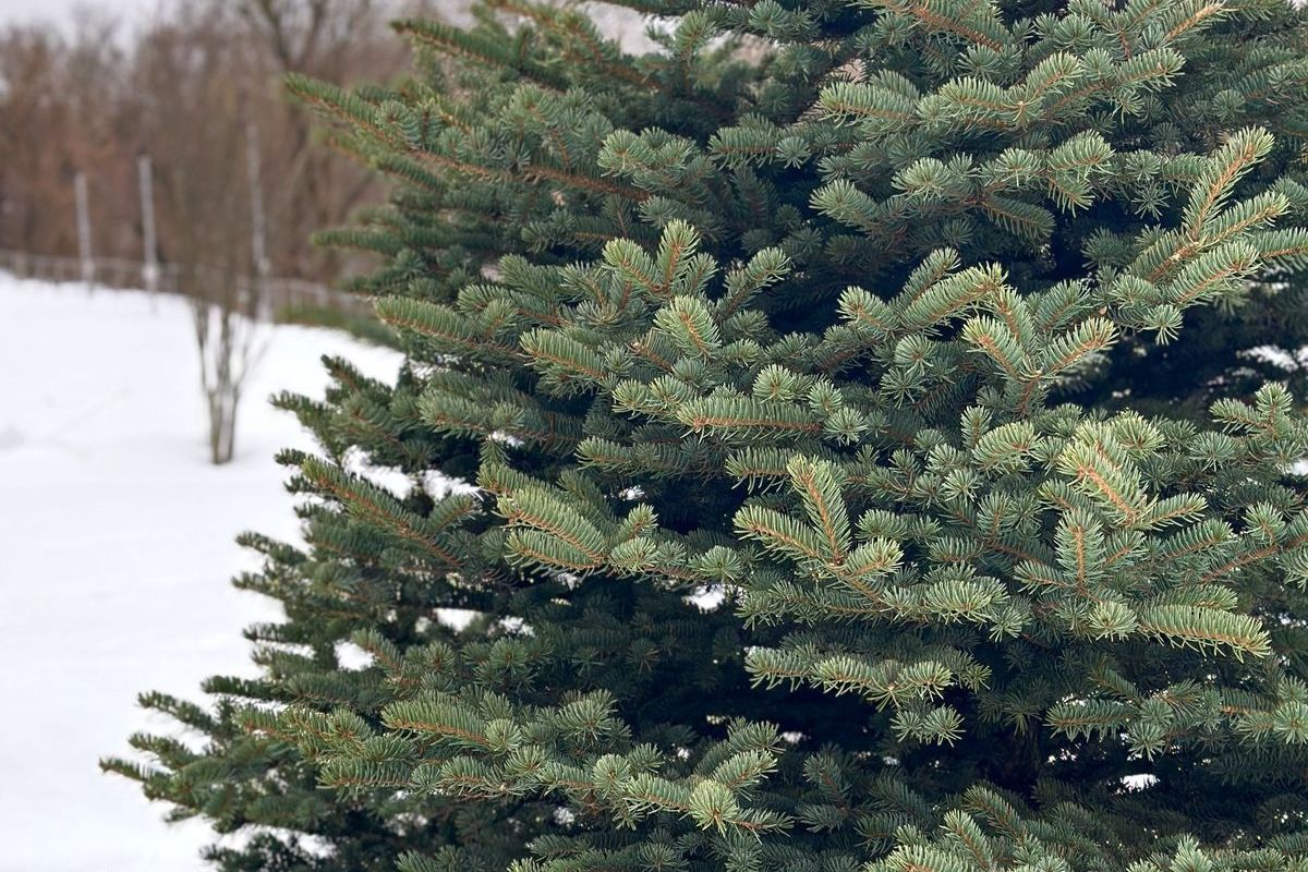 Заблуждения о том, как правильно защищать растения при низких температурах