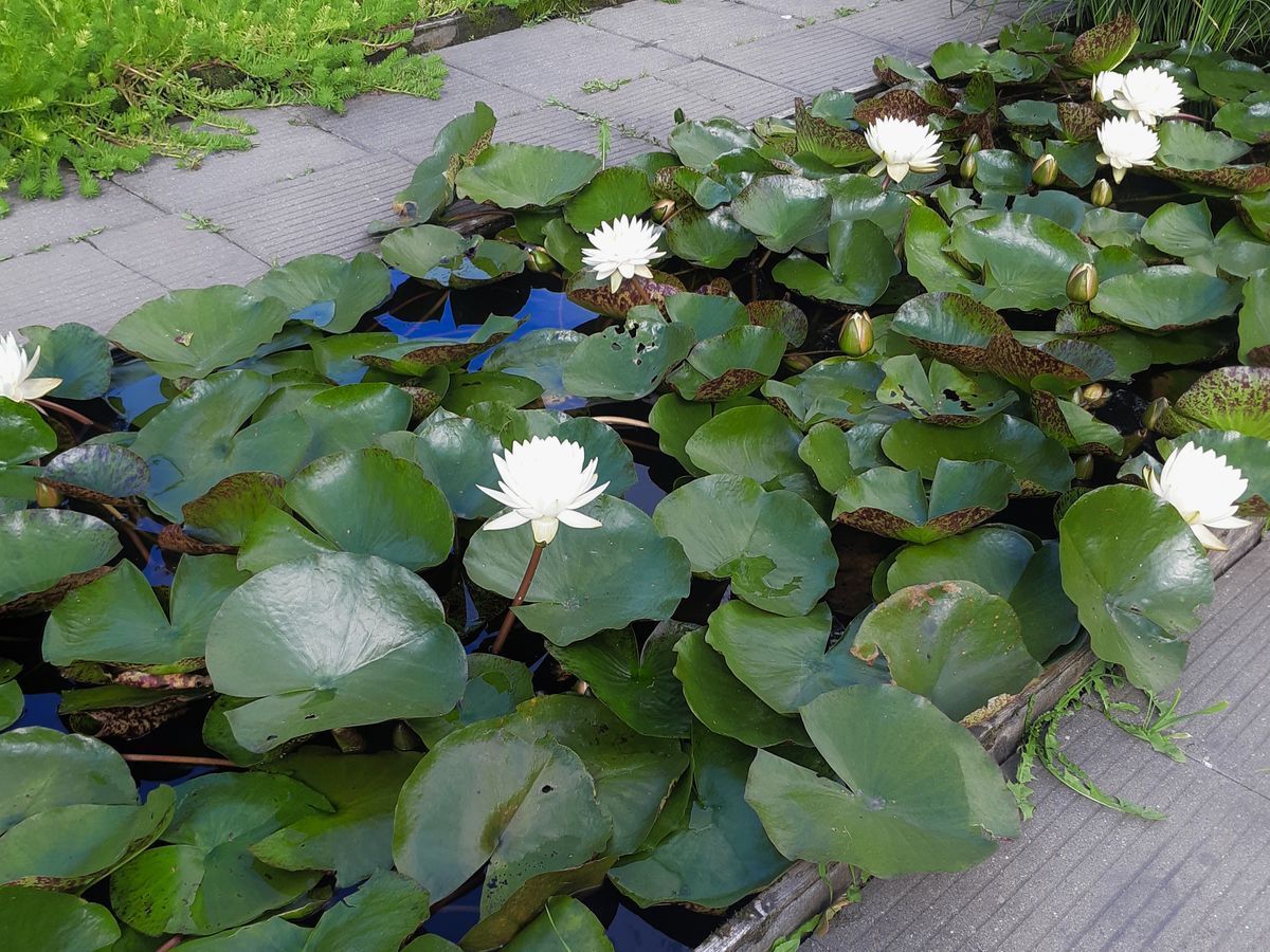 Красавица нимфея в Вашем саду