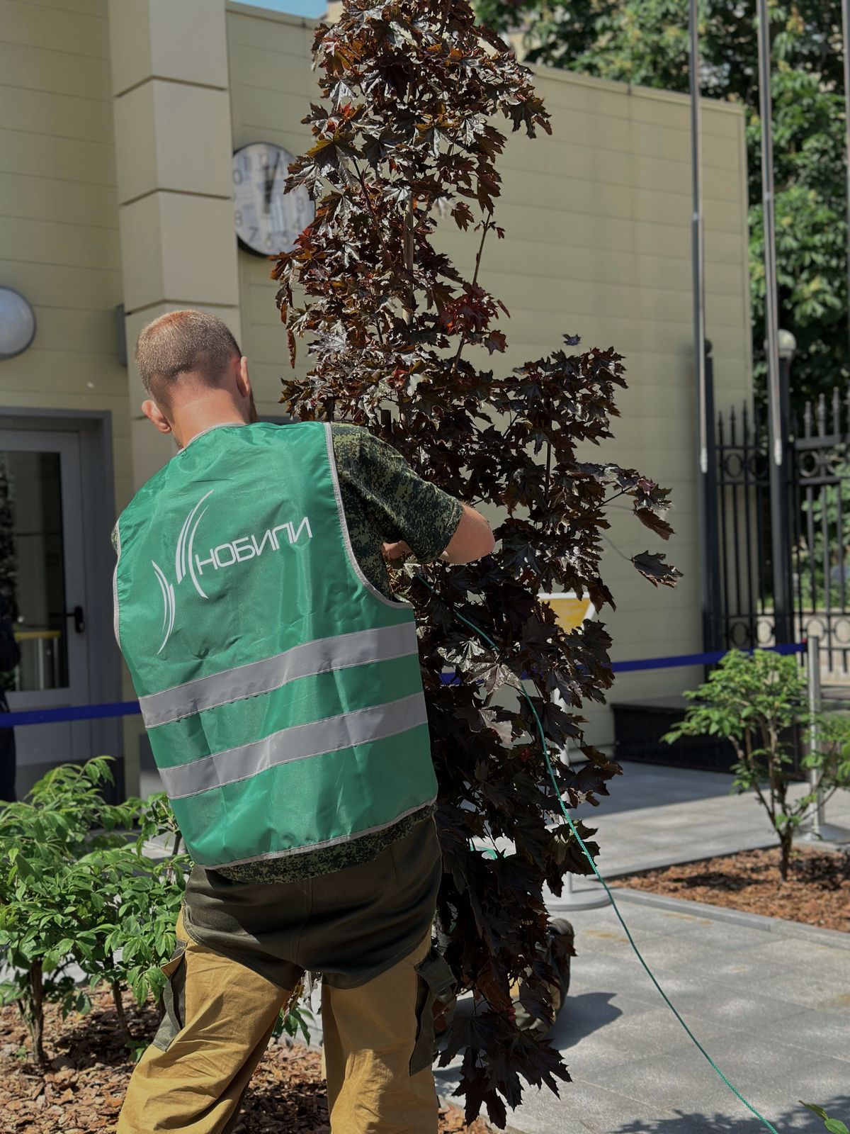 Уход за деревьями на участке