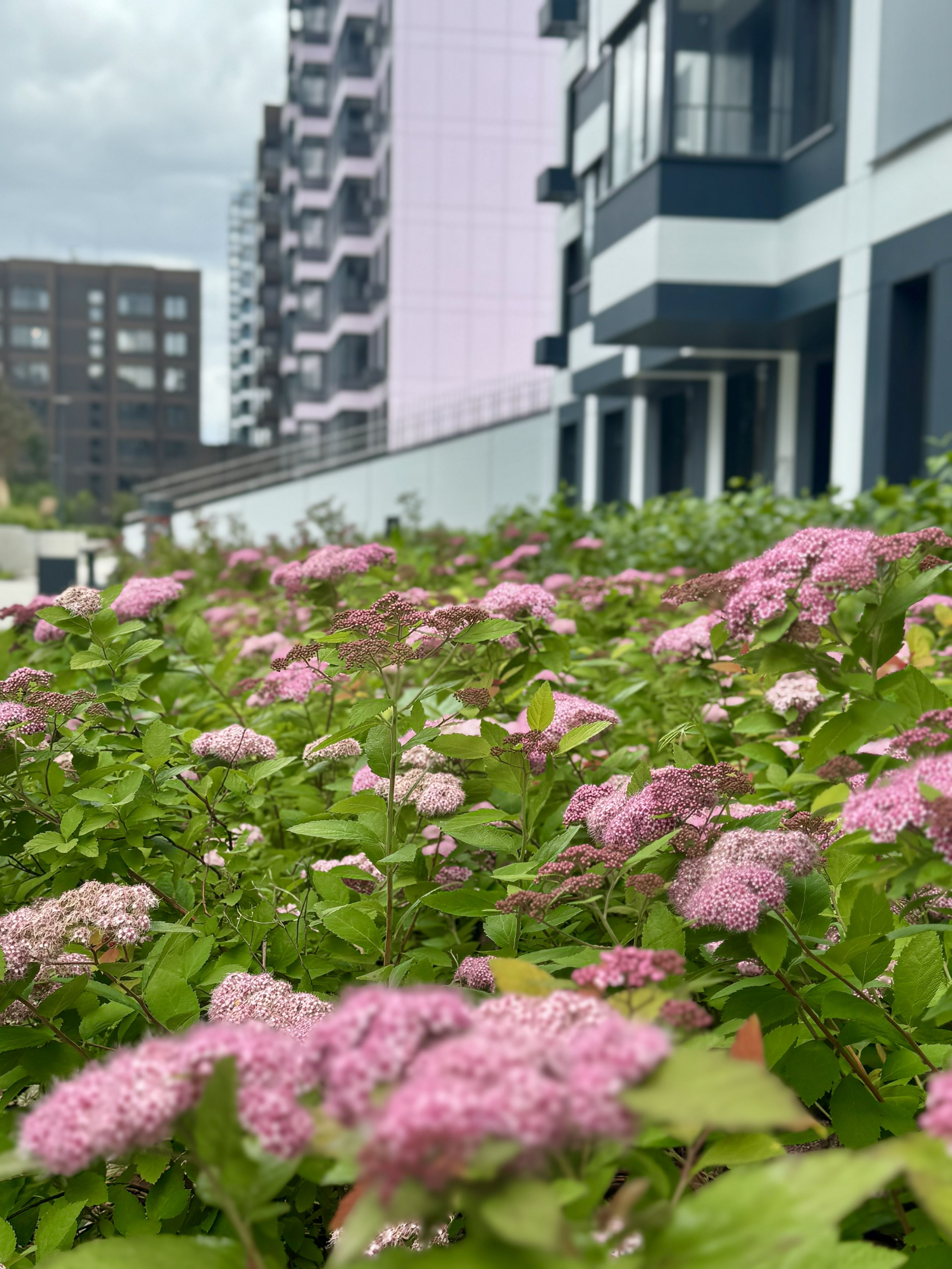 ЖК «Новые Ватутинки»