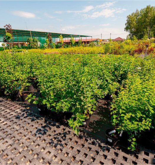 Производство и поставка посадочного материала