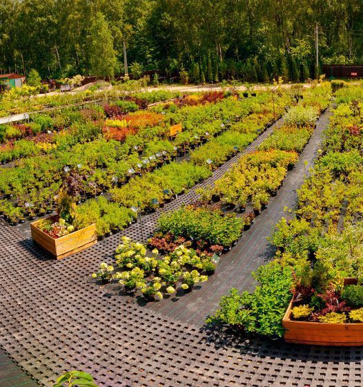 Производство и поставка посадочного материала