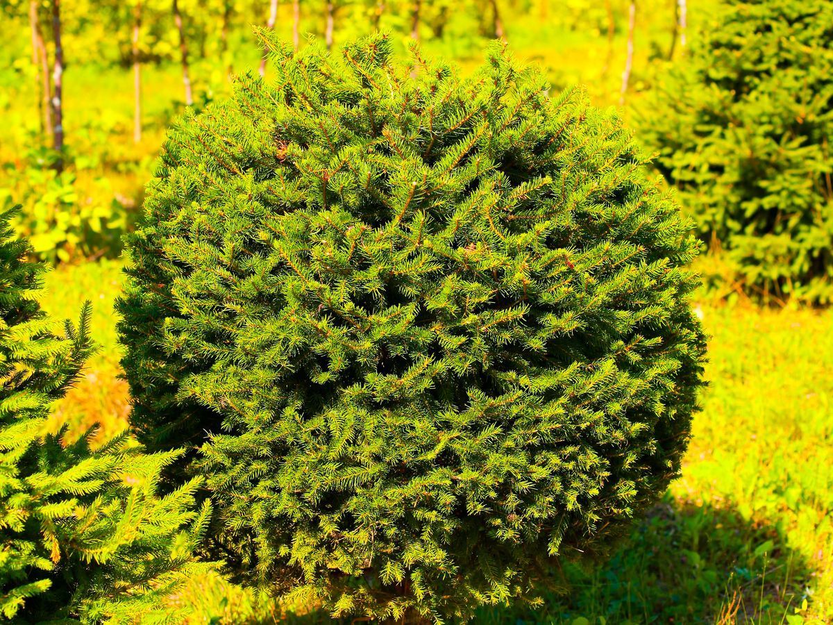 Как придать хвойным деревьям желаемую форму?