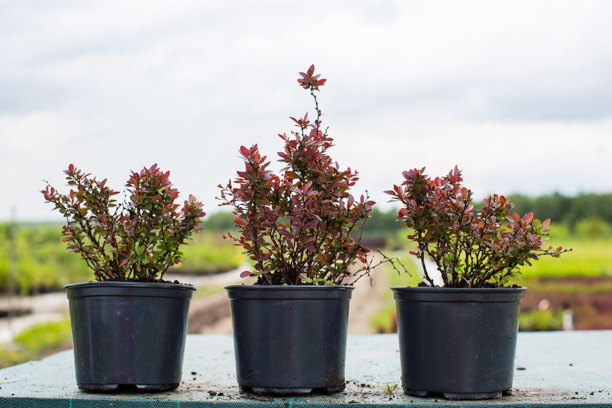 Сад в контейнере