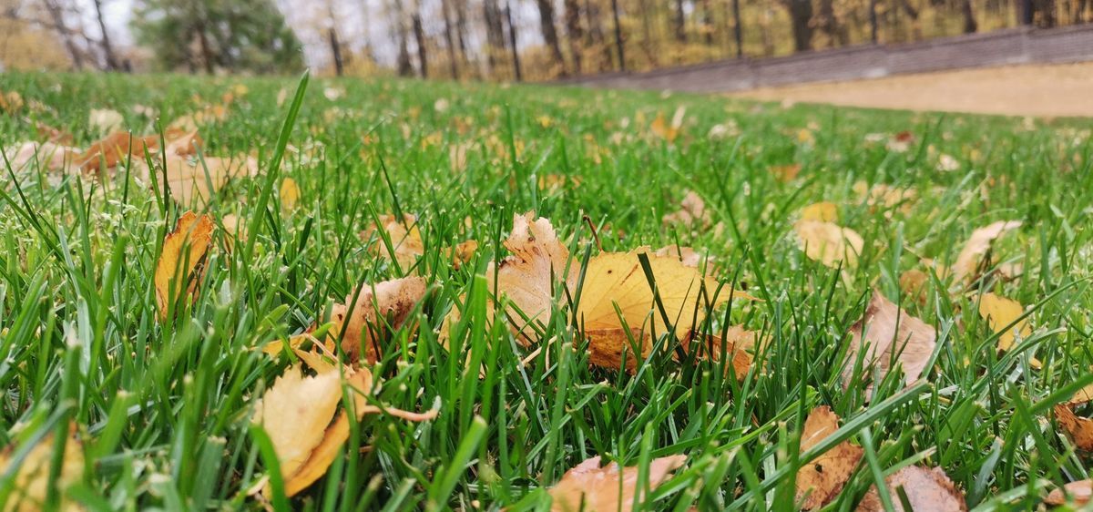 Как сеять газонную траву — особенности и рекомендации