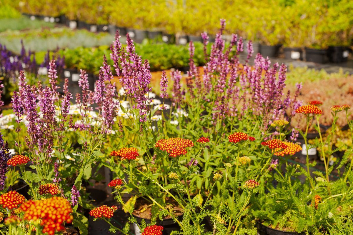 Домашний сад на гидропонике