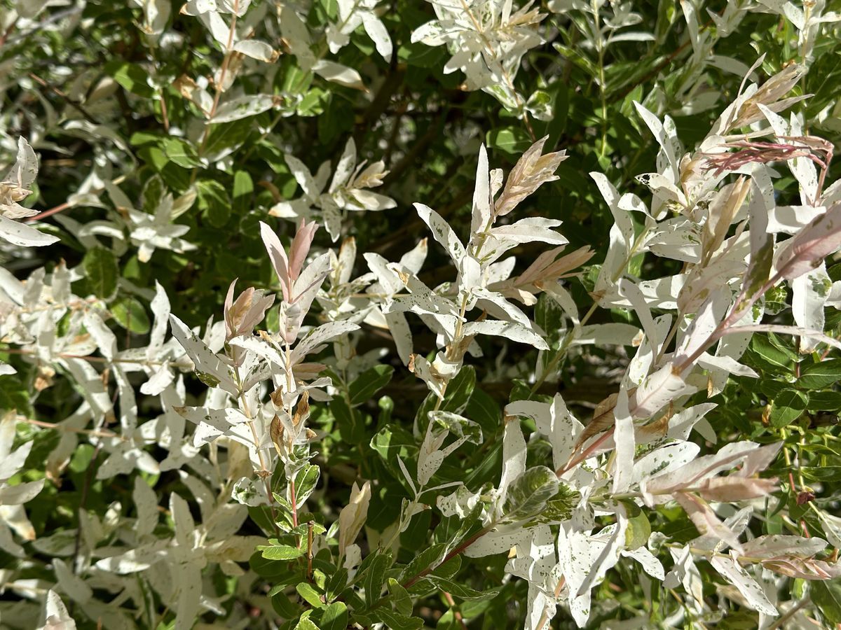 Магия Японии в вашем саду