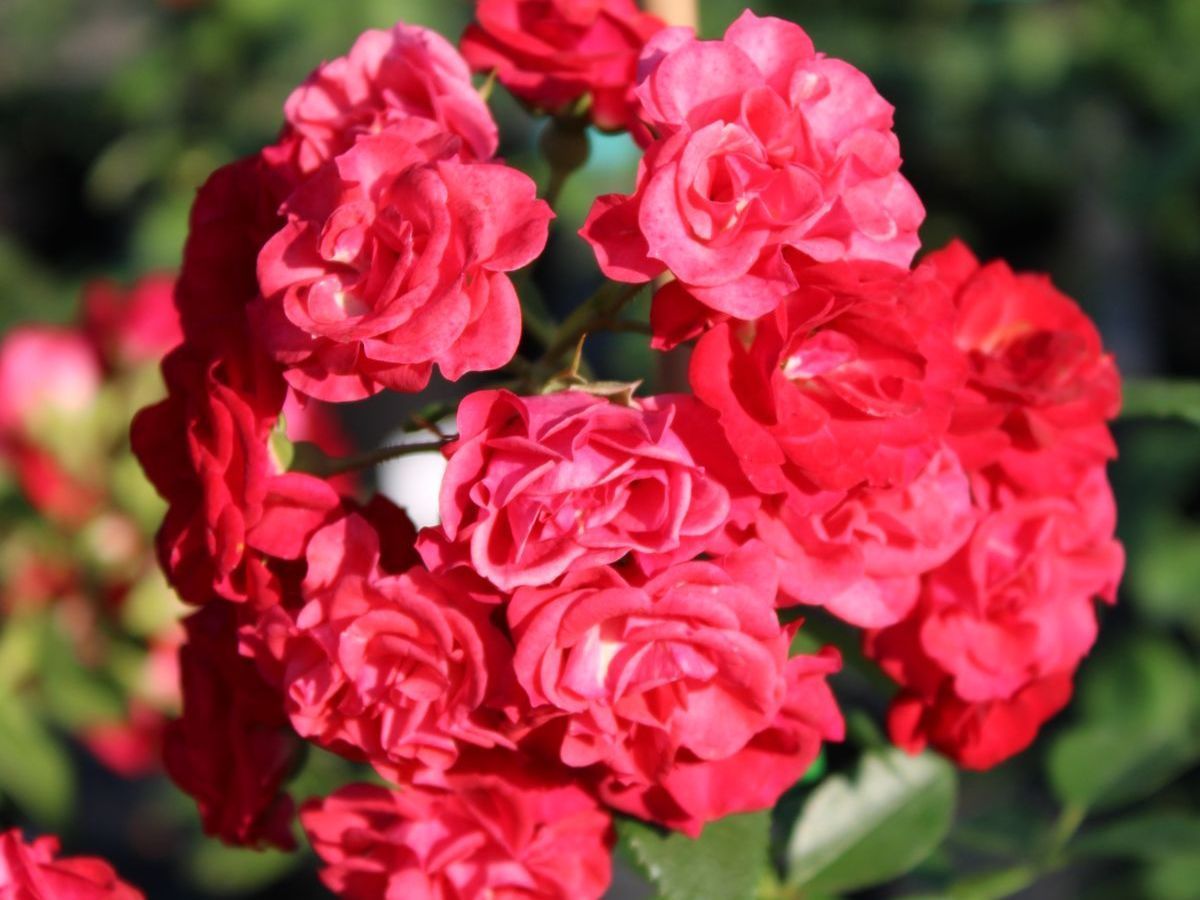 Как помочь розам адаптироваться после зимы?