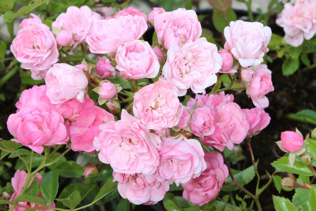 Горшок, пролившийся цветами