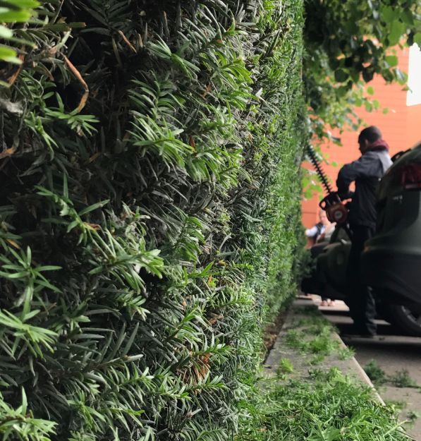 Работы по обрезке и стрижке