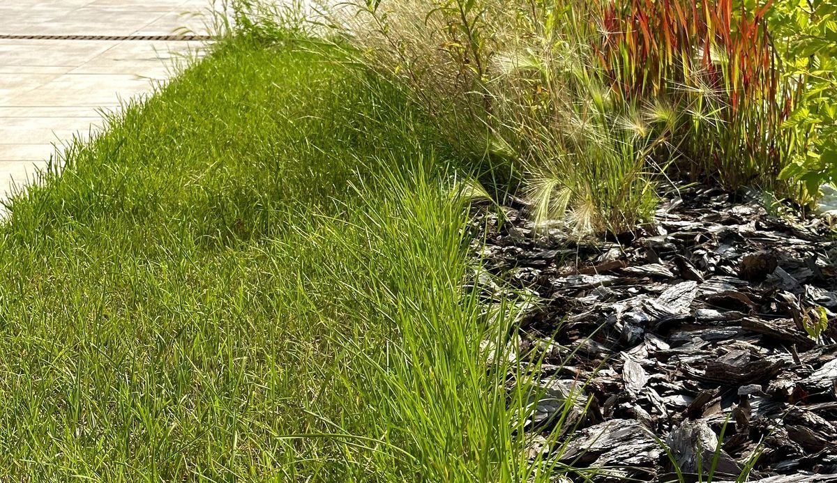 Известкование газона