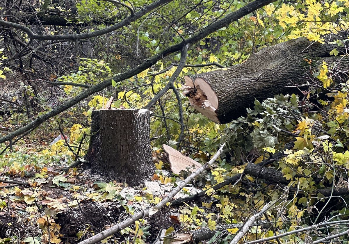 Чем чревата незаконная вырубка деревьев?