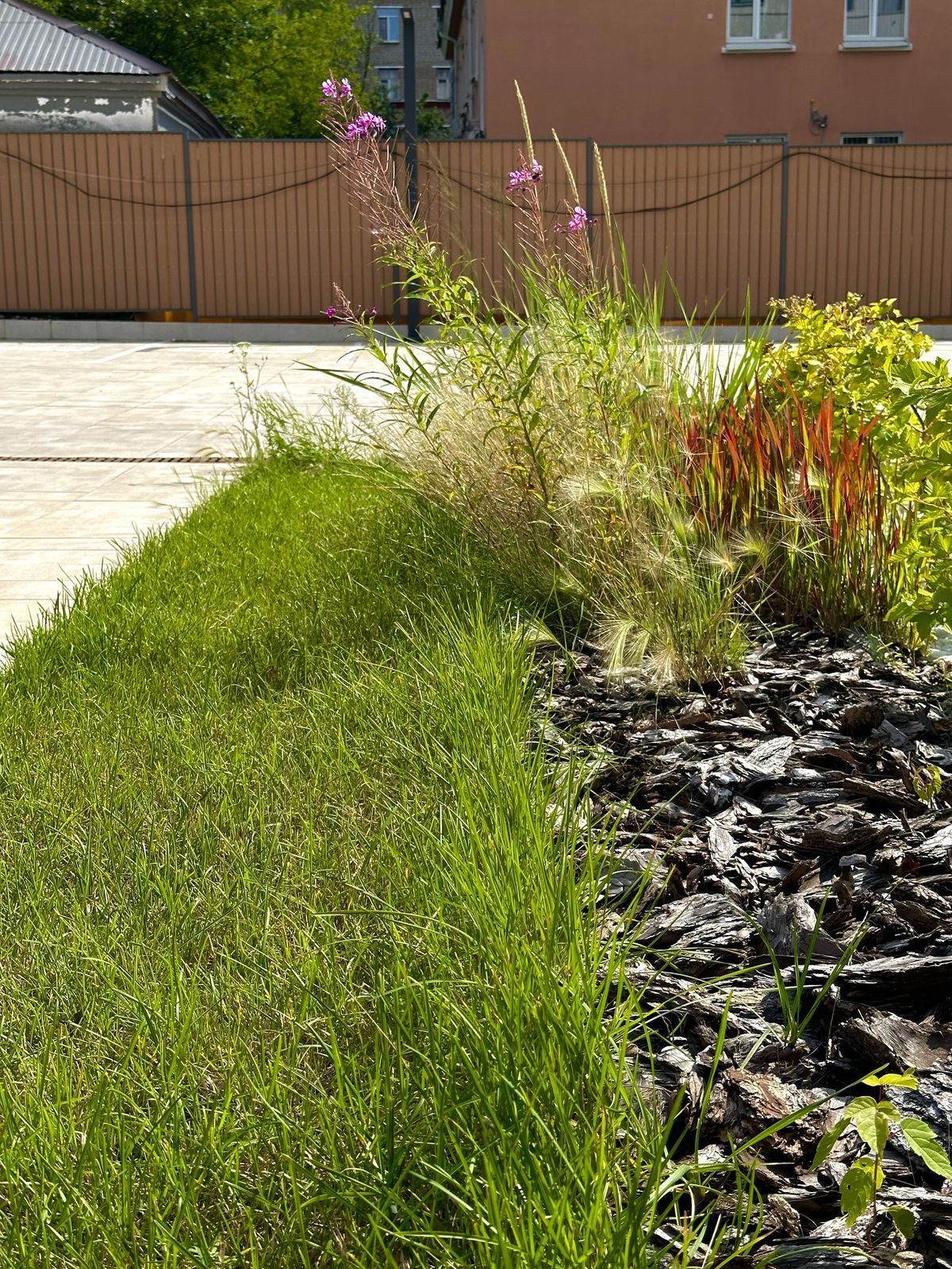 Газоны: посадка и уход