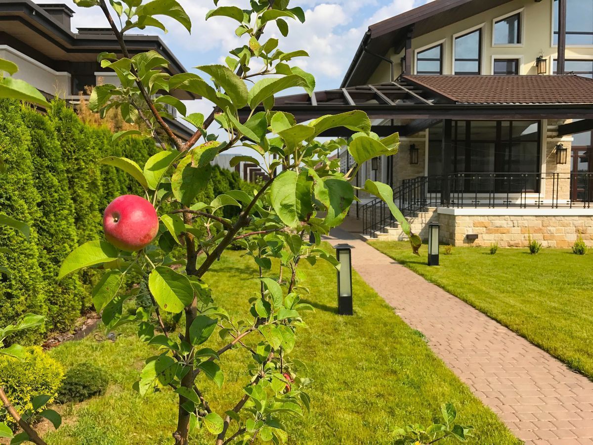 Зимостойкость яблонь «в разрезе»