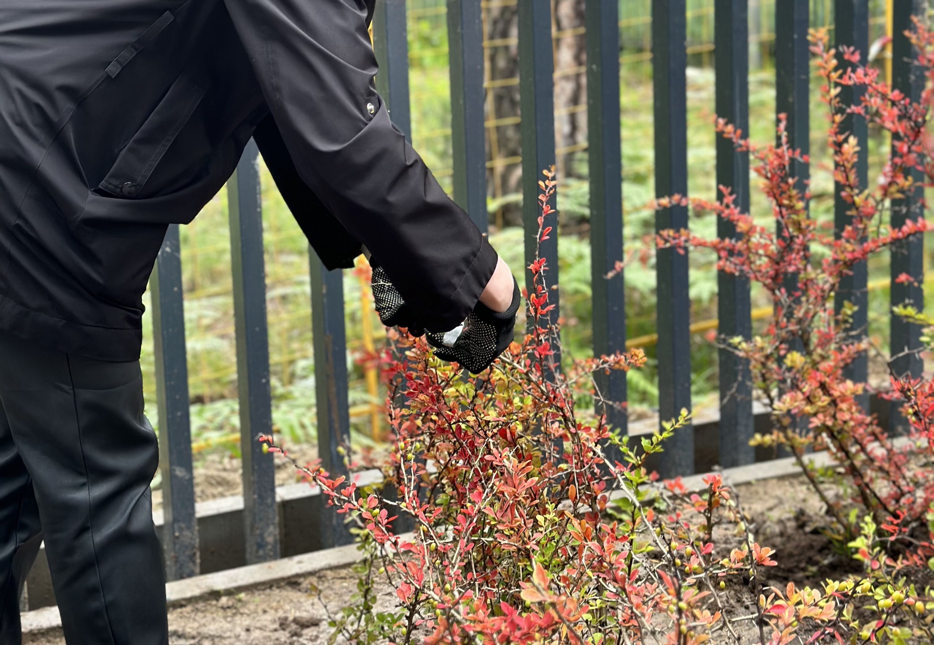Обрезка мешающих ветвей деревьев и кустарников