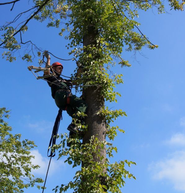 Удаление деревьев и кустарников