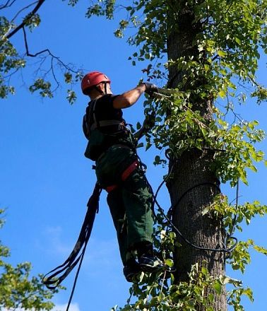 Удаление, обрезка и лечение деревьев