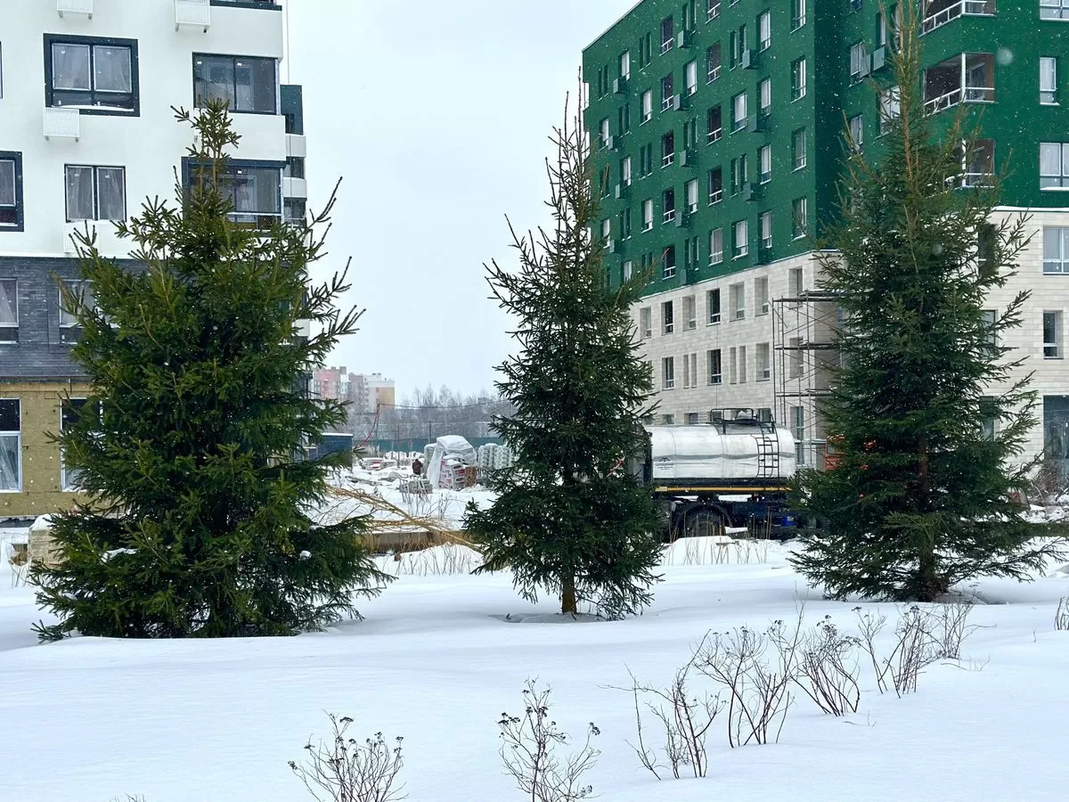 Хвойные деревья: посадка и уход