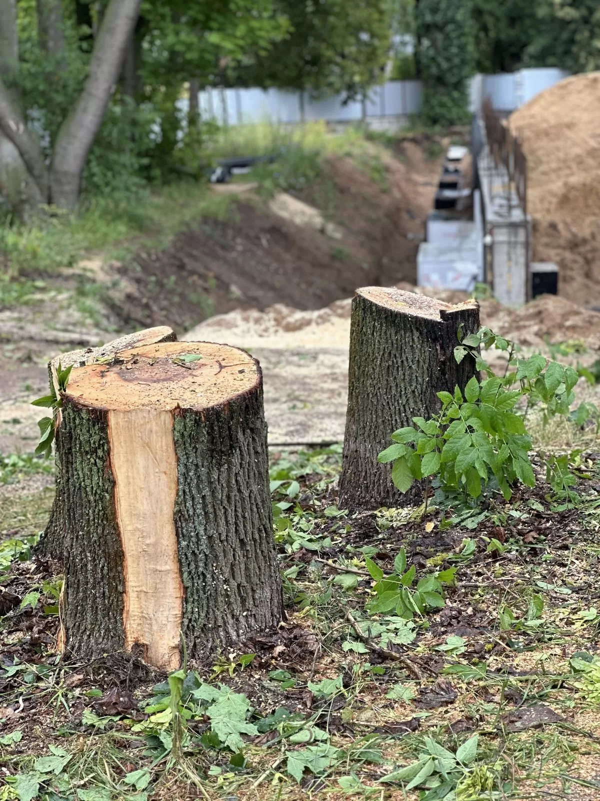 Почему пни с участка необходимо удалять?