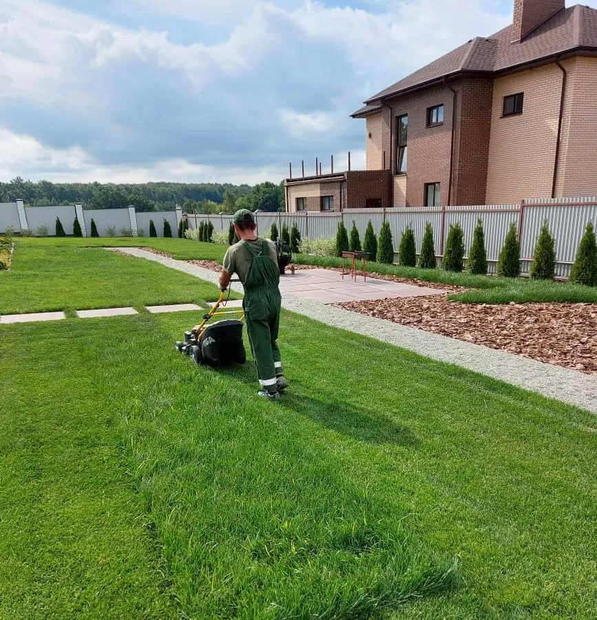 Какой газон лучше посадить на даче