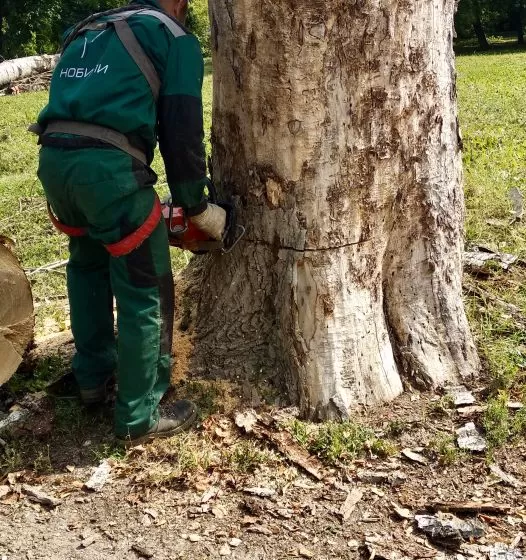Удаление, обрезка и лечение деревьев