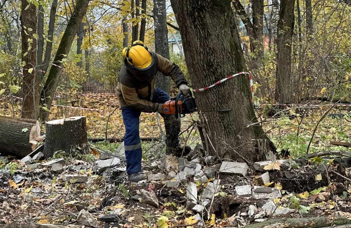 Валка вокруг других деревьев