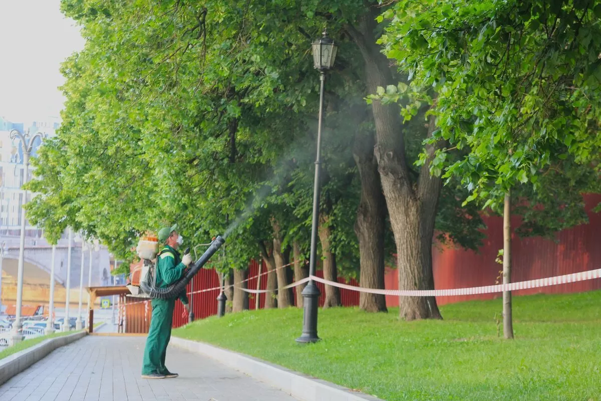 Как избавиться от насекомых-вредителей древесины?