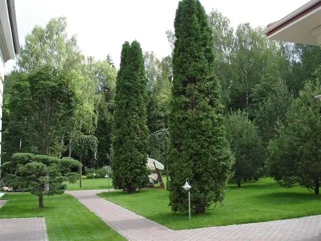 Уход за деревьями на участке