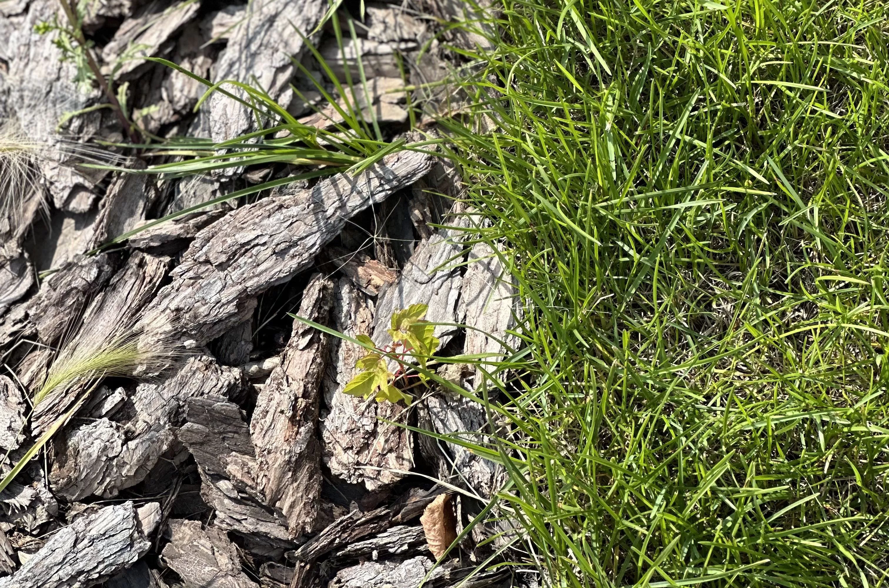 Что такое мульчирование почвы: виды, особенности и польза мульчи