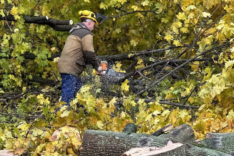 Удаление деревьев в Москве и МО, цены на удаление старых, сухих и ...