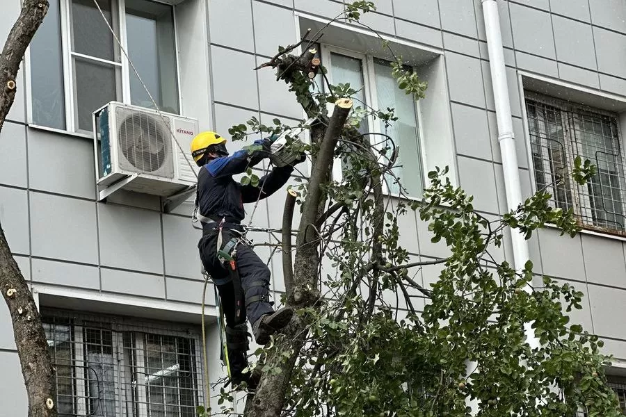 Удаление деревьев в Москве и МО, цены на удаление старых, сухих и ...