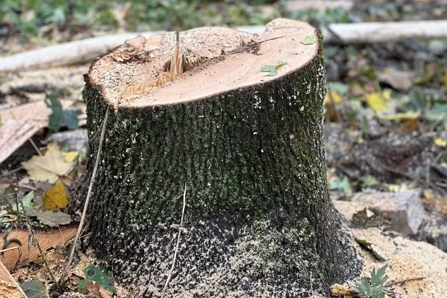 Удаление деревьев в Москве и МО, цены на удаление старых, сухих и ...