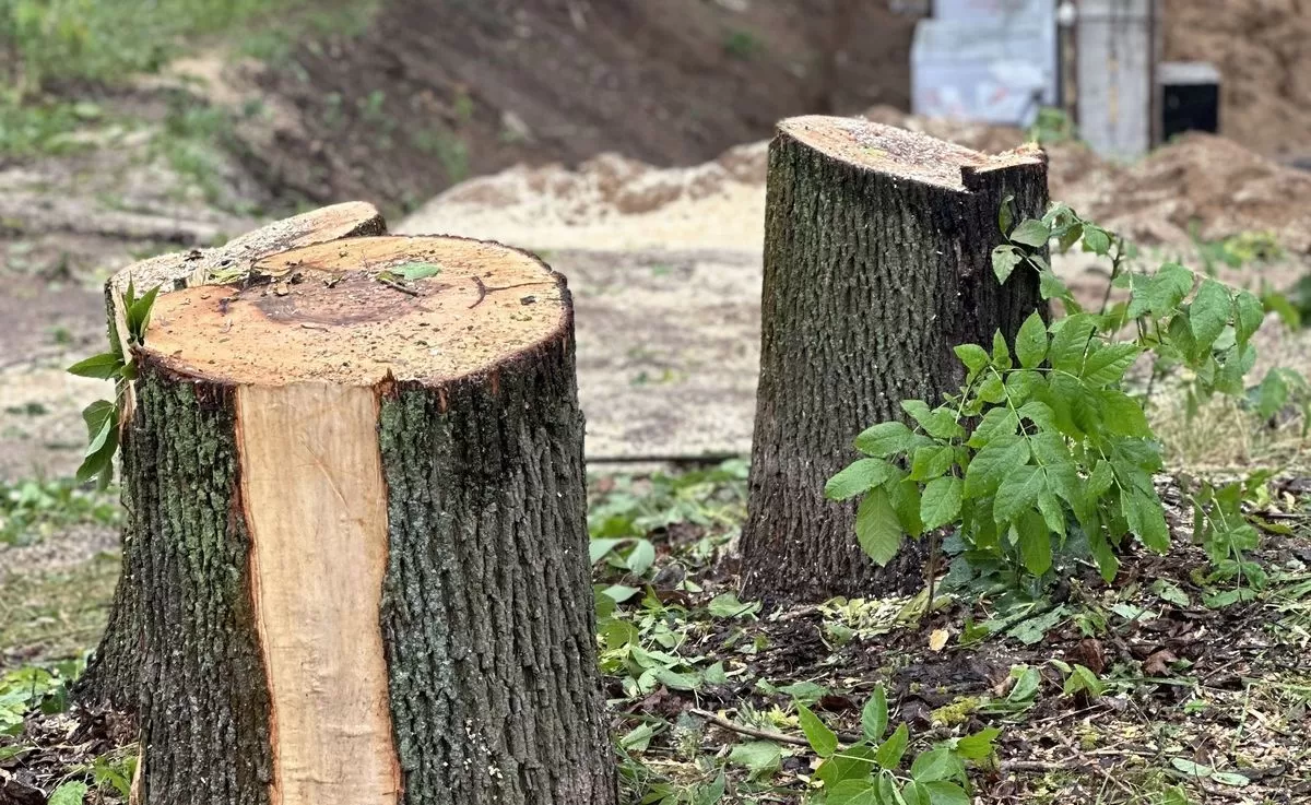 Корчевание пней деревьев на участке